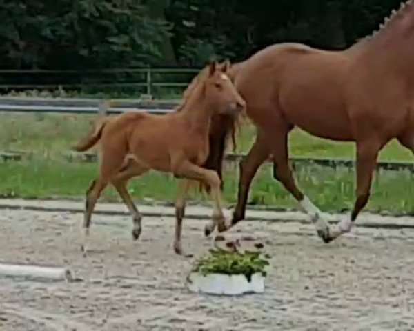 broodmare Viva LaDiva (Hanoverian, 2018, from Vitalis)