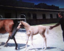 broodmare Qaliqe (Westphalian, 2018, from Qaside Md)