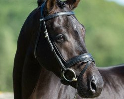 stallion Scotch de la Gesse (Hanoverian, 2013, from Sandro Hit)