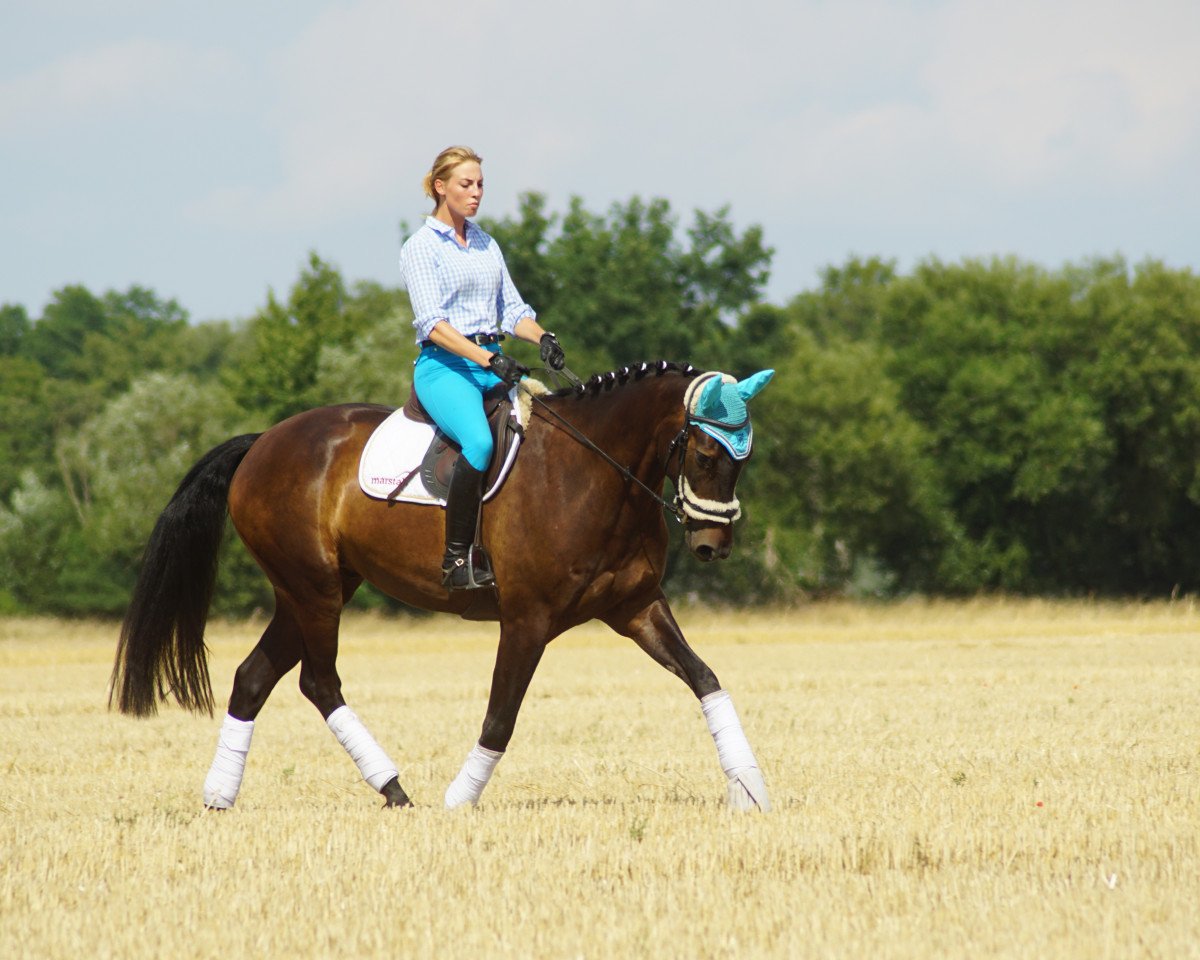 Springpferd Cani (Oldenburger Springpferd, 2013, von Cador 5)