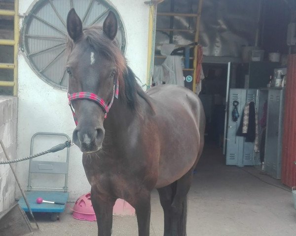 horse Logan (Arab-Berber, 2012, from Borak)