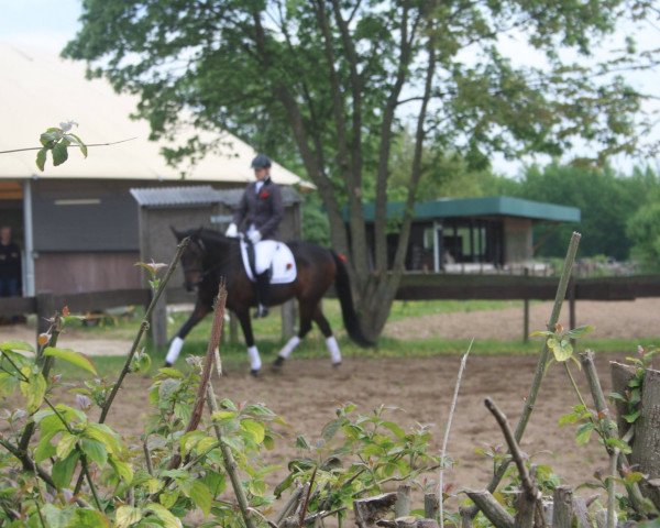 dressage horse Tescina Crown (Hanoverian, 2002)