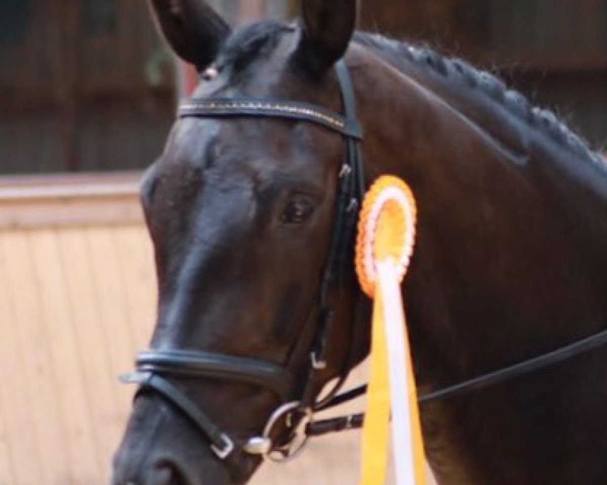 dressage horse Fürst Flaneur (Oldenburg, 2010, from Fürstenball)