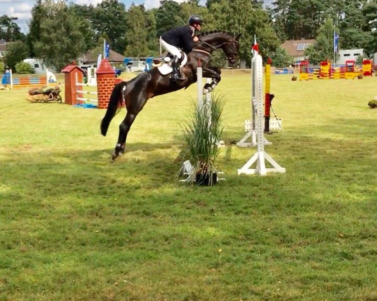 jumper San Aurelio (Oldenburg, 2011, from St. Moritz Junior)