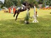 jumper San Aurelio (Oldenburg, 2011, from St. Moritz Junior)