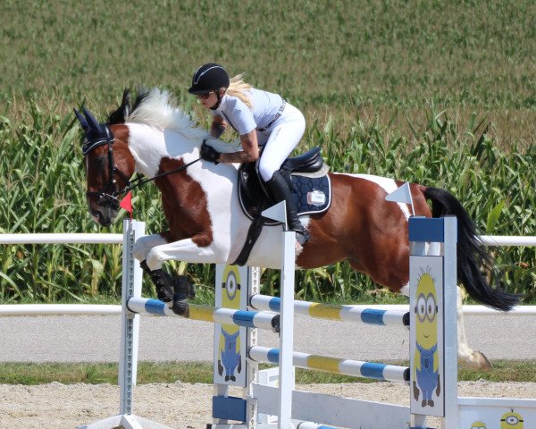 Pferd Santo (Pinto/Hunter, 2012, von Samico)