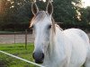 broodmare Akelei (Hanoverian, 2004, from Acord II)