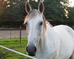 broodmare Akelei (Hanoverian, 2004, from Acord II)