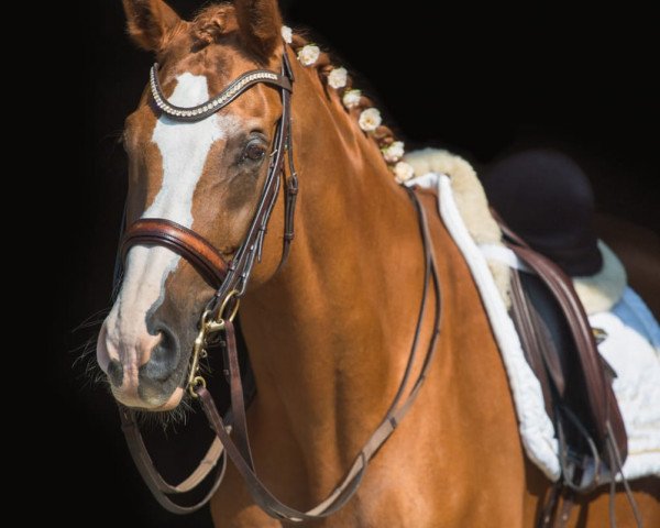 Pferd Retano (Bayer, 2003, von Rosso di Sera)