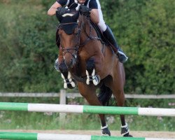 jumper Ralucca 3 (Oldenburg show jumper, 2013, from Riamo)