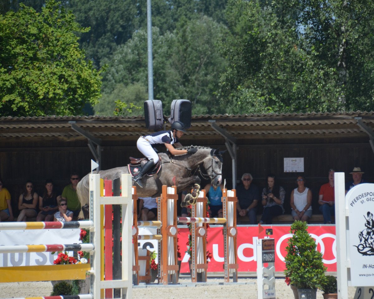 Springpferd Clearround Curt (Holsteiner, 2013, von L B Companiero)