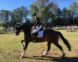 dressage horse It's Quentin (Hanoverian, 2014, from Quaterhall)