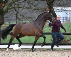 stallion FS Clarimo (German Riding Pony, 2016, from FS Coconut Dream)