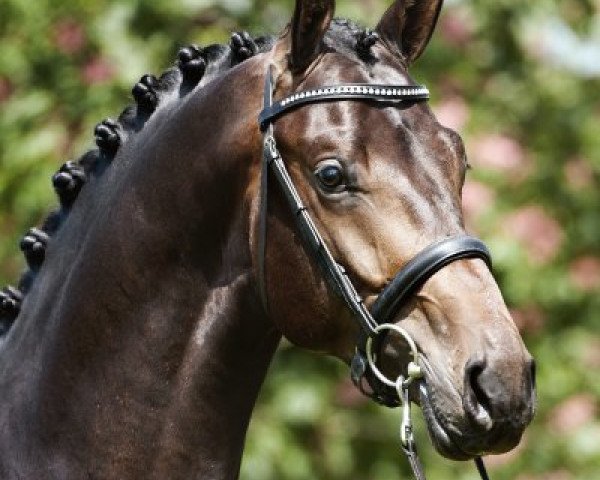 stallion HERMES N.O.P. (Royal Warmblood Studbook of the Netherlands (KWPN), 2012, from Easy Game)
