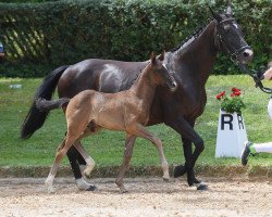 dressage horse Hengst von Daybreak M (Bavarian, 2018, from Daybreak M)