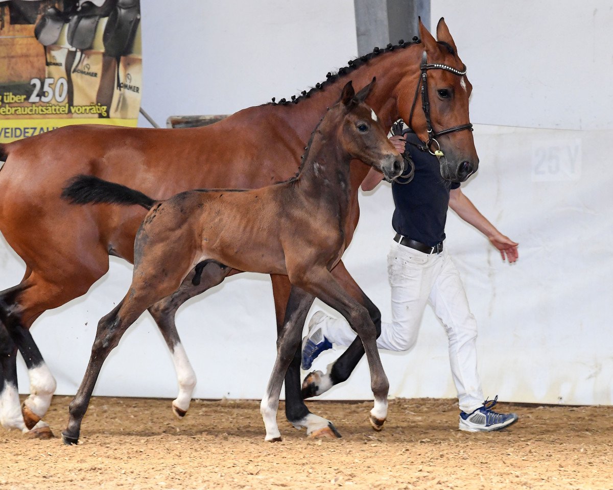 jumper Clausi 13 (German Sport Horse, 2018, from Casino Berlin OLD)