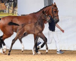 jumper Clausi 13 (German Sport Horse, 2018, from Casino Berlin OLD)