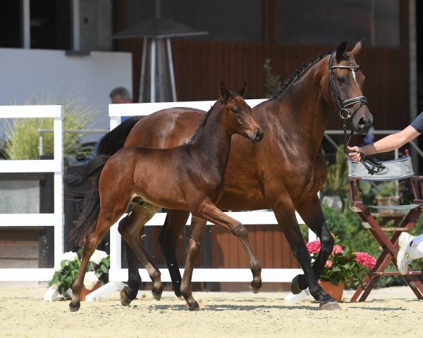 Springpferd Hengst von Cayado (Bayer, 2018, von Cayado 3)