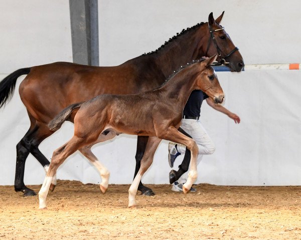 dressage horse Forever Fifty-One (German Sport Horse, 2018, from For Gold OLD)