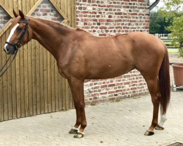 broodmare Scalina (Hanoverian, 2014, from Scuderia)