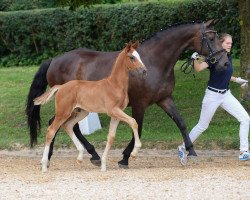 dressage horse Frieda la Vida (Bavarian, 2018, from Marburg's Floricello OLD)