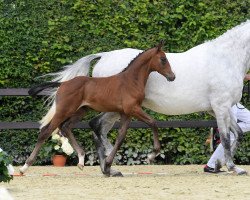 Springpferd Hengst von Manchester van't Paradij s (Bayer, 2018, von Manchester van't Paradijs)