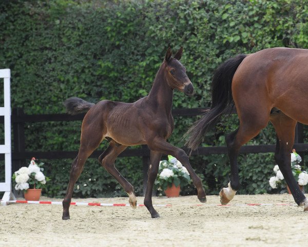 Springpferd Sirius Black (Deutsches Sportpferd, 2018, von I'm Special de Muze)