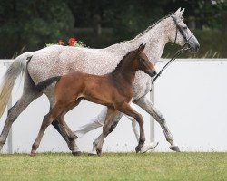 Springpferd Alberto 58 (Deutsches Sportpferd, 2018, von A La Carte NRW)