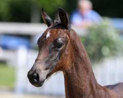 jumper Kanna eh (German Sport Horse, 2018, from Karajan)