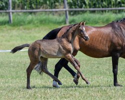 dressage horse Hengst von Marc Cain (Bavarian, 2018, from DSP Marc Cain)