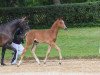 jumper Master of Denmark (German Sport Horse, 2018, from Manchester van't Paradijs)