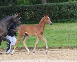 Springpferd Master of Denmark (Deutsches Sportpferd, 2018, von Manchester van't Paradijs)