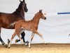 dressage horse Raya - S (German Sport Horse, 2018, from For Dance)