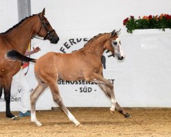 Pferd Viorel (Bayer, 2018, von Vingino)