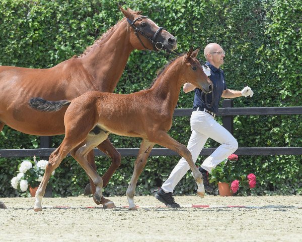 Dressurpferd Bond James Bond (Deutsches Sportpferd, 2018, von Buckingham)