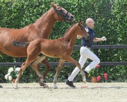 dressage horse Bond James Bond (German Sport Horse, 2018, from Buckingham)