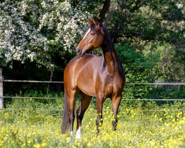 dressage horse Bonnie Queen (Hanoverian, 2013, from Boegegaardens Boney M)