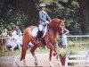 broodmare Caramia C (German Riding Pony, 2012, from FS Champion de Luxe)