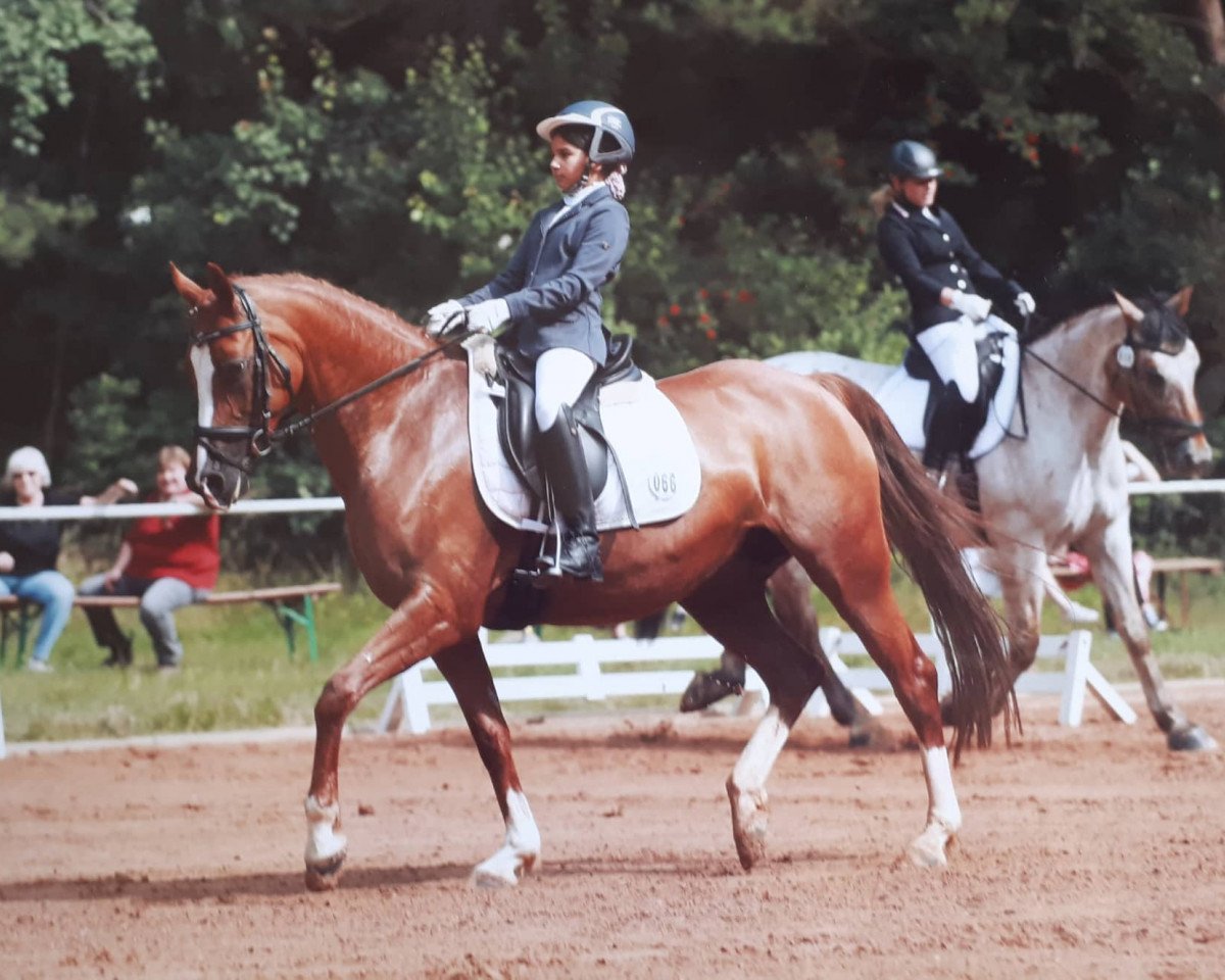 broodmare Ulfenbach Darling C (German Riding Pony, 2007, from Derano Gold)