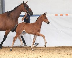 dressage horse Welania Danciera (Bavarian, 2018, from Kaiserstolz 5)