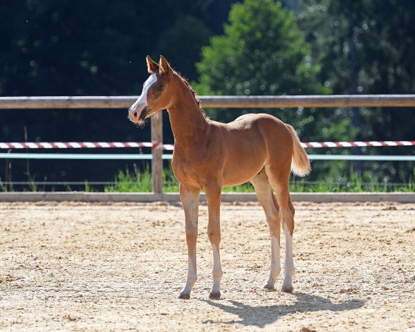 Springpferd Melbourne (Deutsches Sportpferd, 2018, von Mochito)