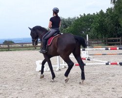 dressage horse Step by Step 19 (Oldenburg, 2005, from Souveraen)