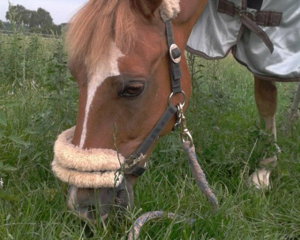 jumper Macintosh 17 (German Riding Pony, 2001, from Marck B.S.)