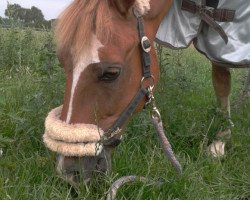 jumper Macintosh 17 (German Riding Pony, 2001, from Marck B.S.)