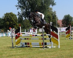 jumper Montendro 5 (Oldenburg show jumper, 2013, from HH Messenger)