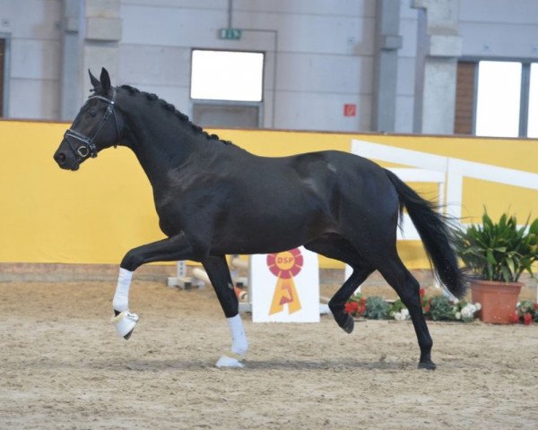 stallion Machiavelli 13 (German Sport Horse, 2016, from E.H. Millennium)