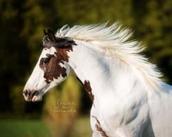 Pferd Standing Ovation (Pinto mit Reitpferdepedigree, 2012, von Sandro)