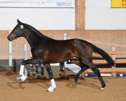 dressage horse Francesco Smalto (German Sport Horse, 2016, from Franziskus FRH)