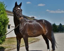 Springpferd Cordor (Deutsches Sportpferd, 2004, von Capone II)