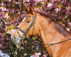 dressage horse Ditziano (Oldenburg, 2008, from Desperados FRH)